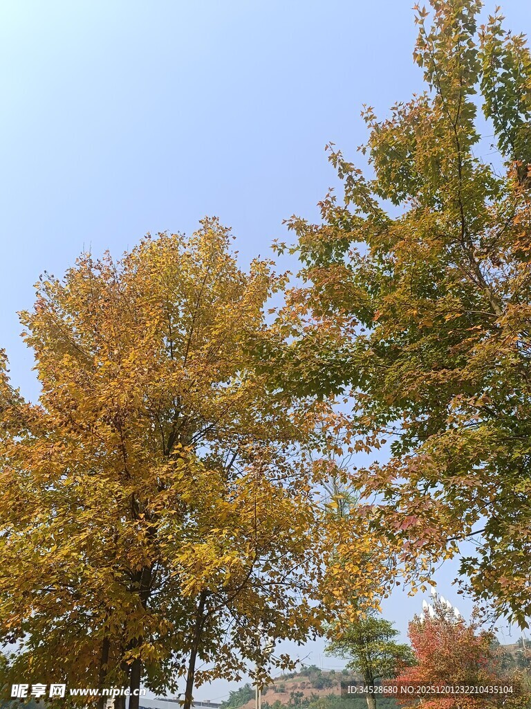 秋日多彩树木景观