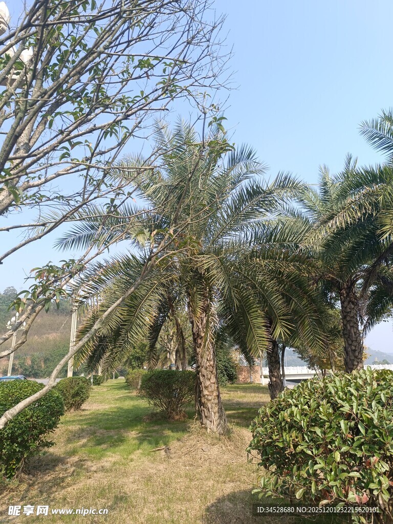户外棕榈树绿植景观