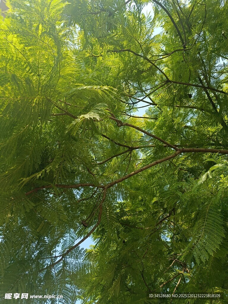 阳光下的翠绿繁茂枝叶