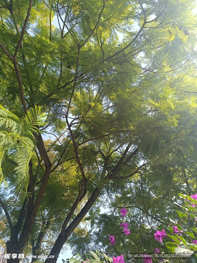 阳光洒落的繁茂绿树花丛