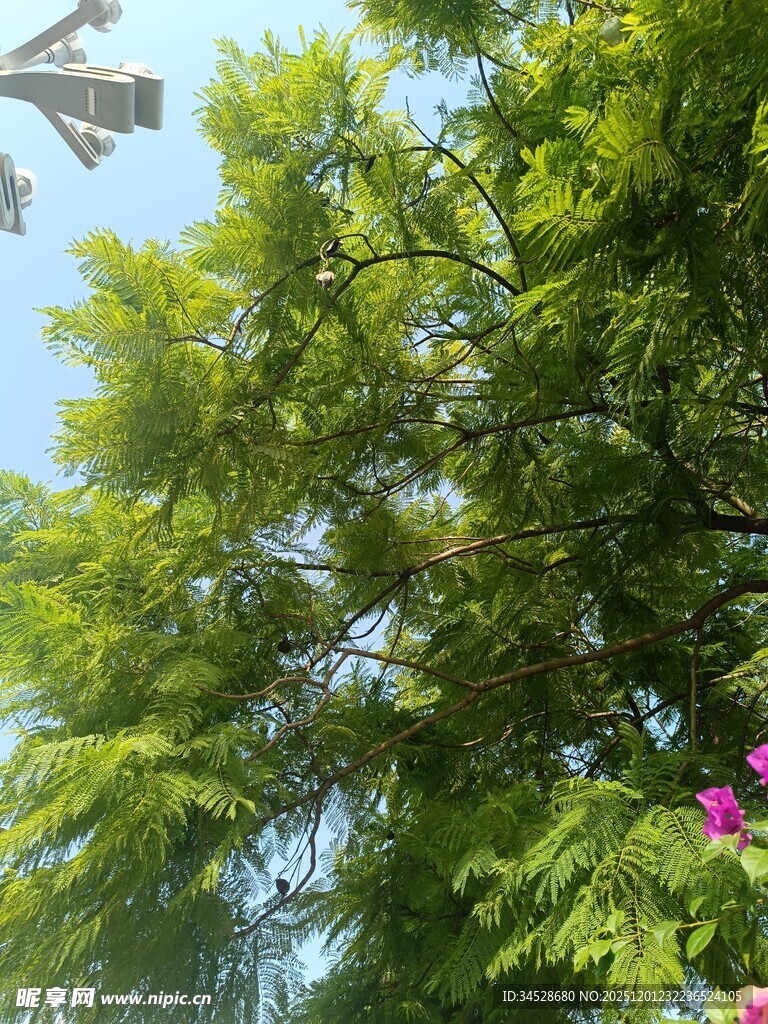 绿叶繁花映蓝天