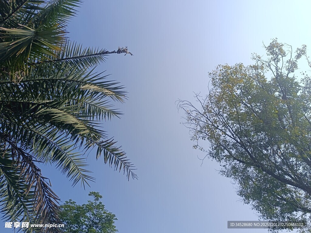 仰视绿树蓝天景致