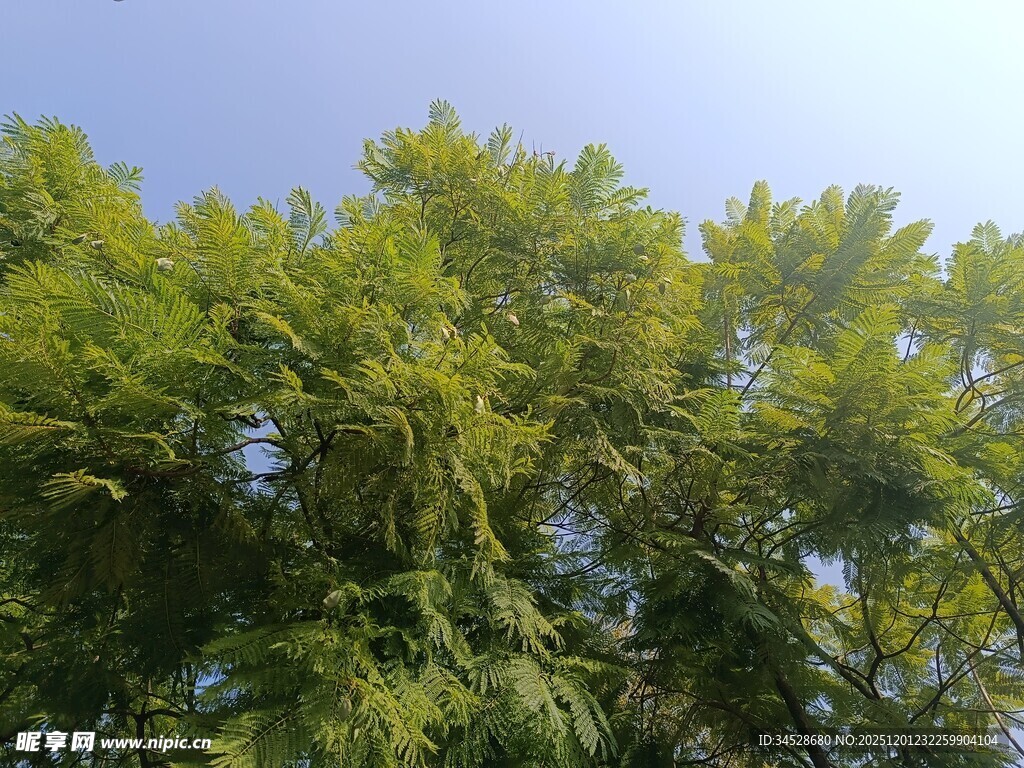 翠绿树冠映蓝天