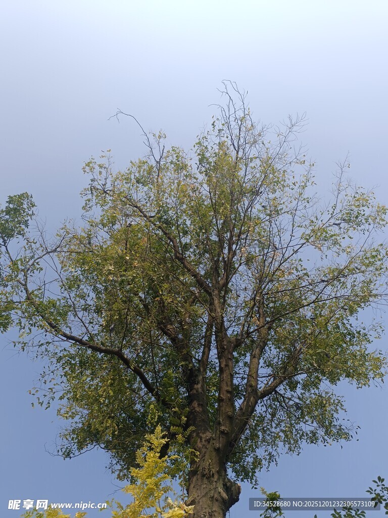 蓝天映衬下的繁茂树木