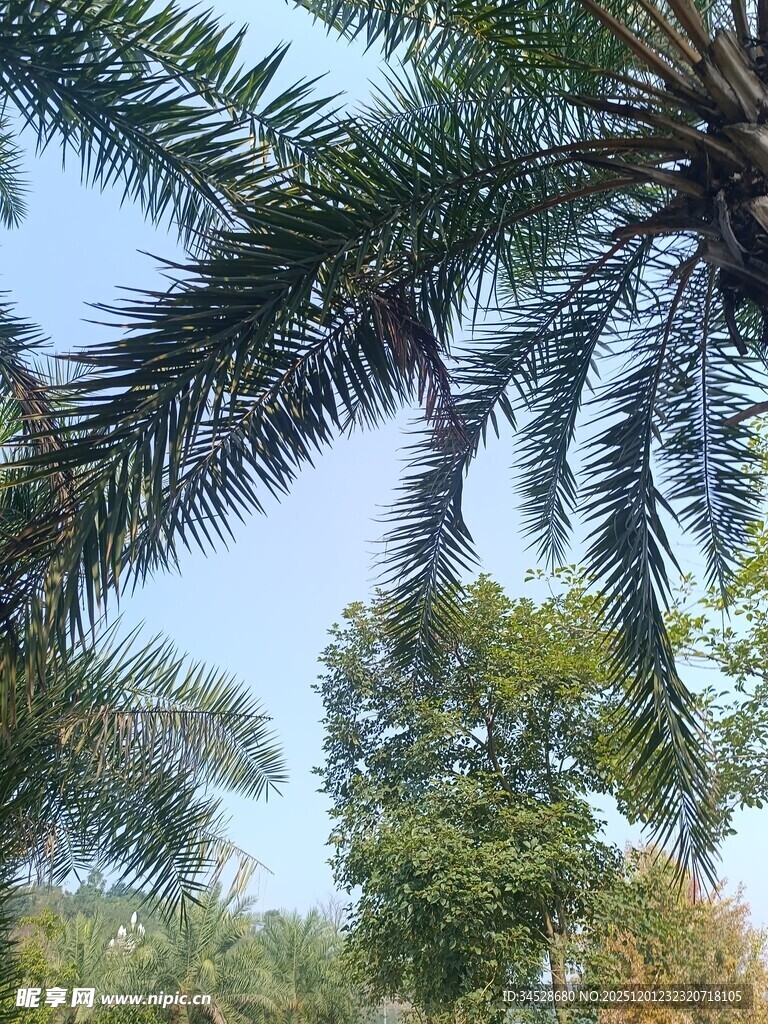 棕榈树与蓝天绿树景观