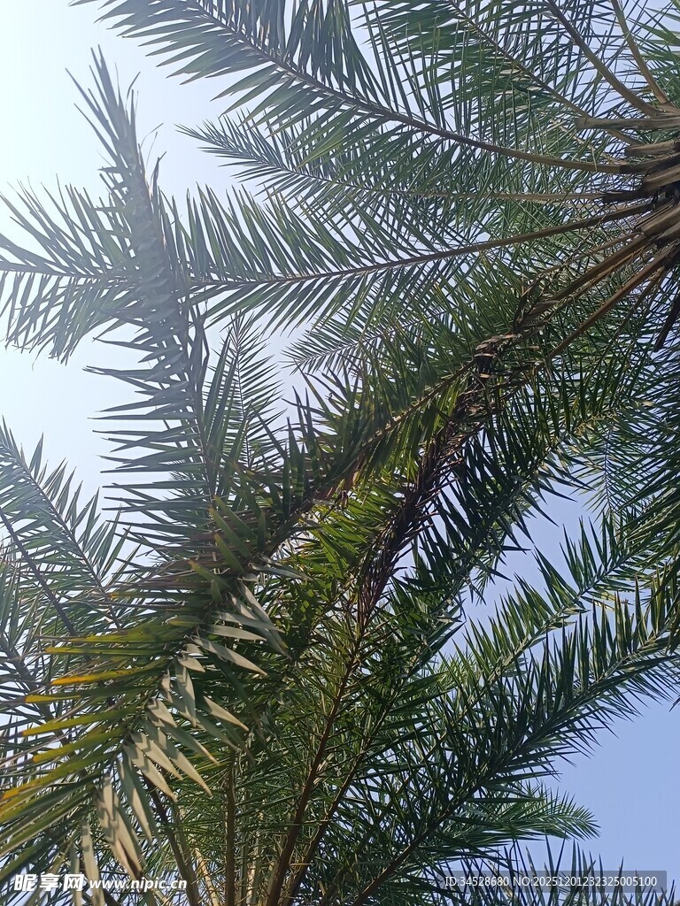 高大棕榈树的枝叶特写