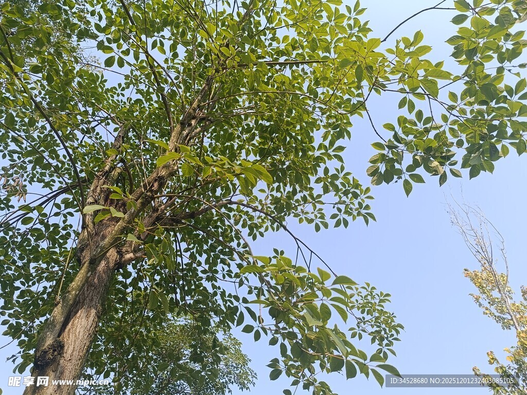 仰视视角下的繁茂绿树