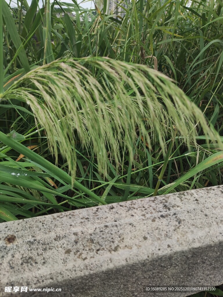 路边低垂的绿色麦穗