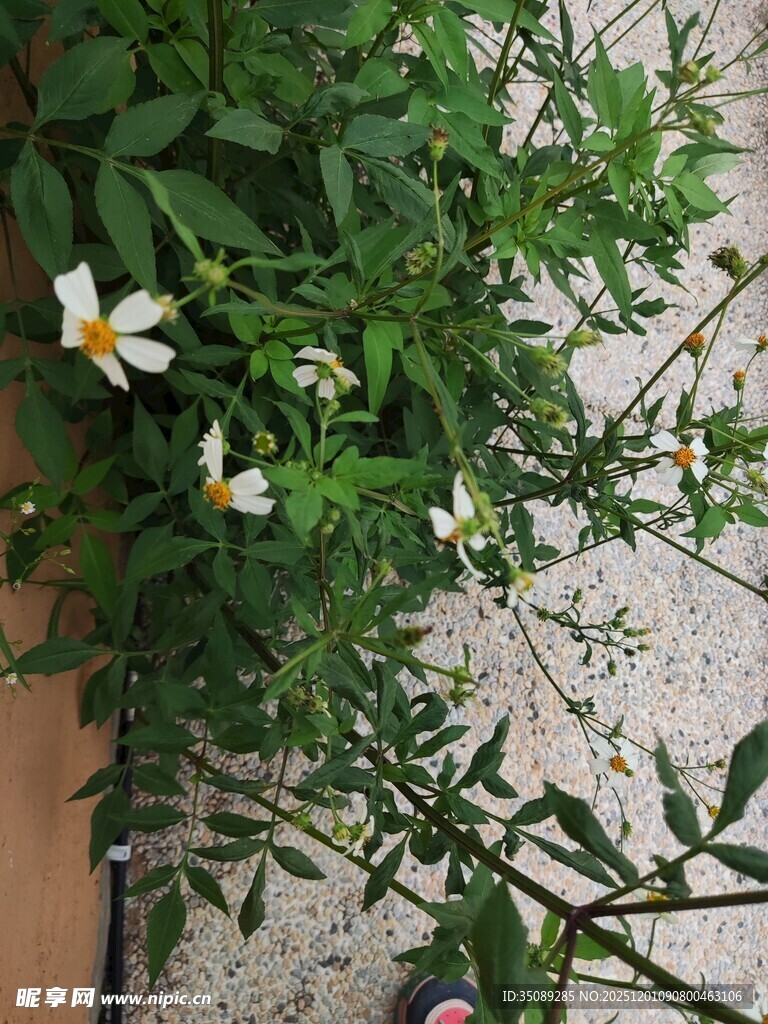 墙边绽放的清新小白花