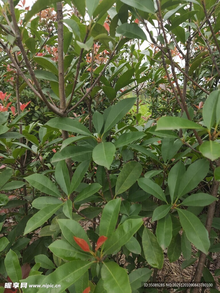 绿叶繁花的自然景致