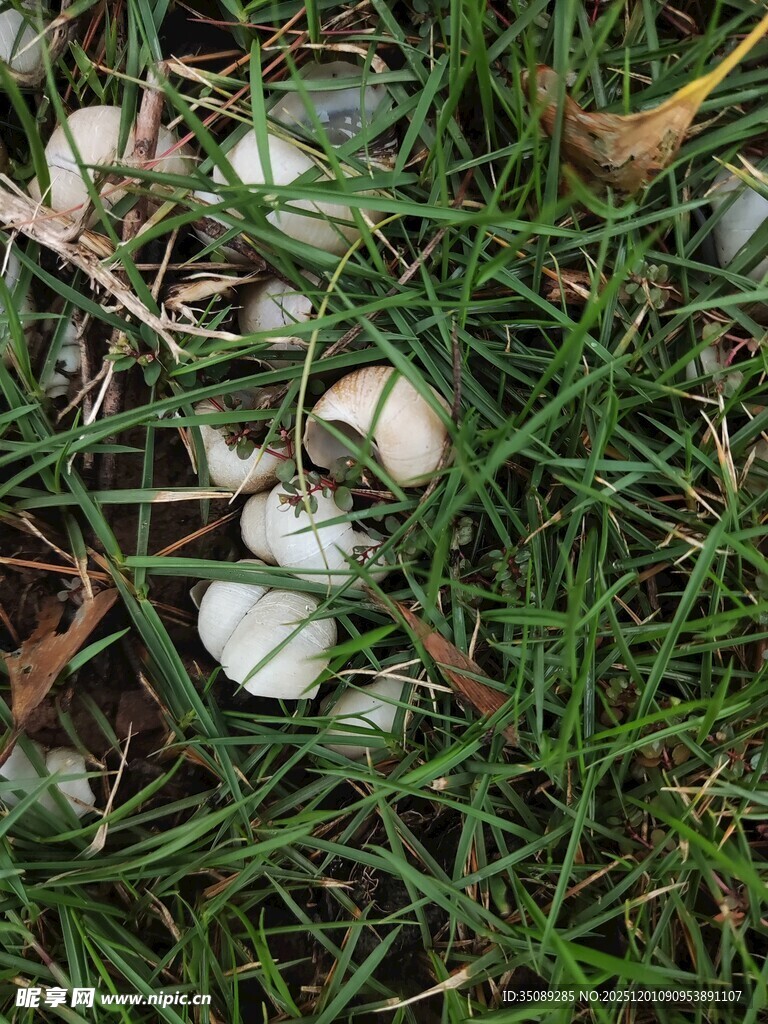 草地上散落的白色蘑菇