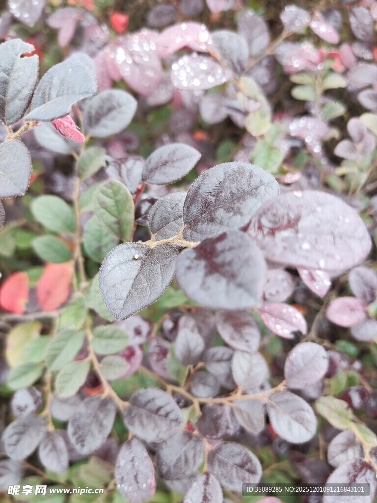 紫叶小檗植物特写
