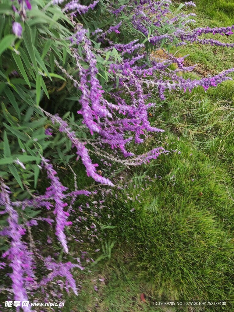 紫色穗状花卉绽放草地