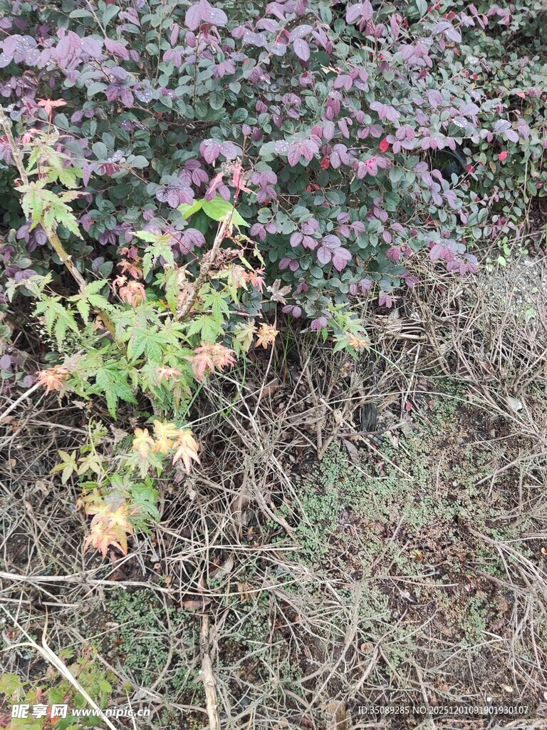 野外紫色植物景观