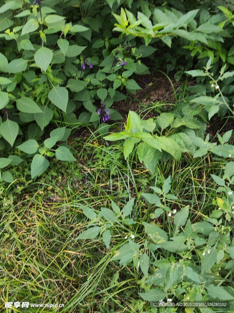 野外繁茂的绿色植物景象