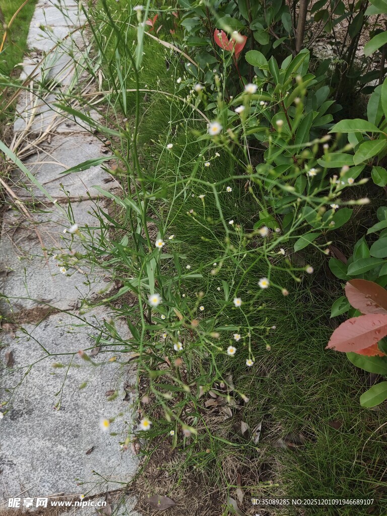 路边绽放的白色小花