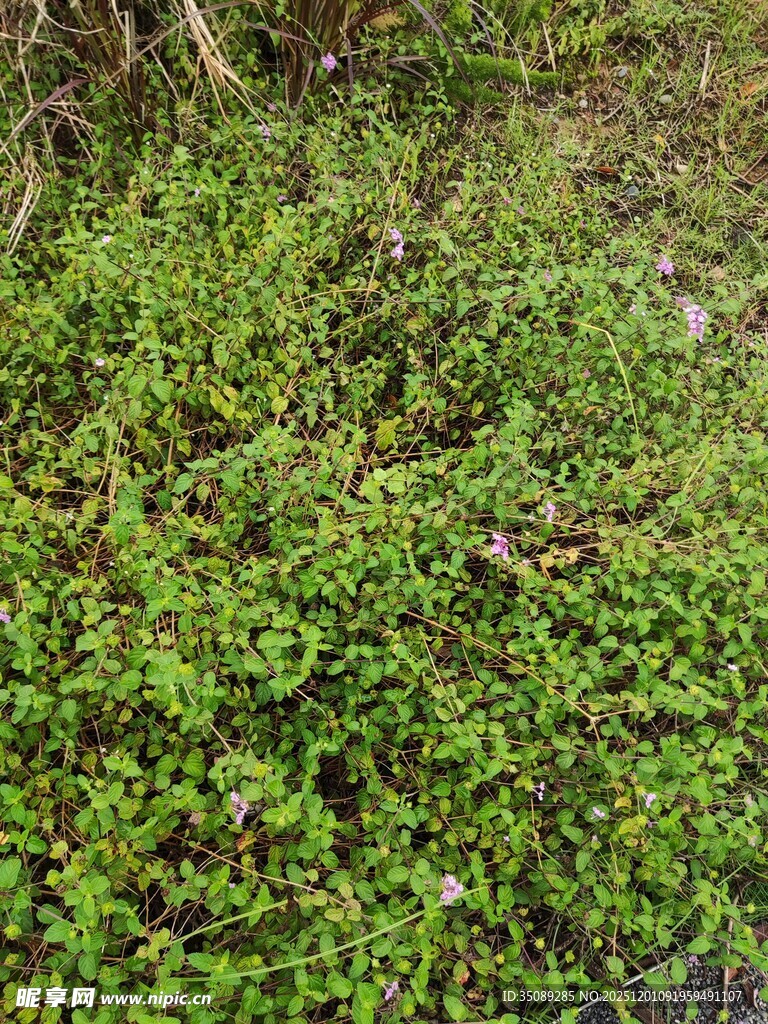 翠绿丛生的地面绿植