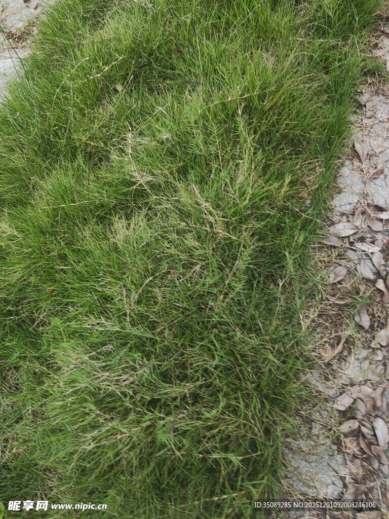 翠绿草地与碎石相伴