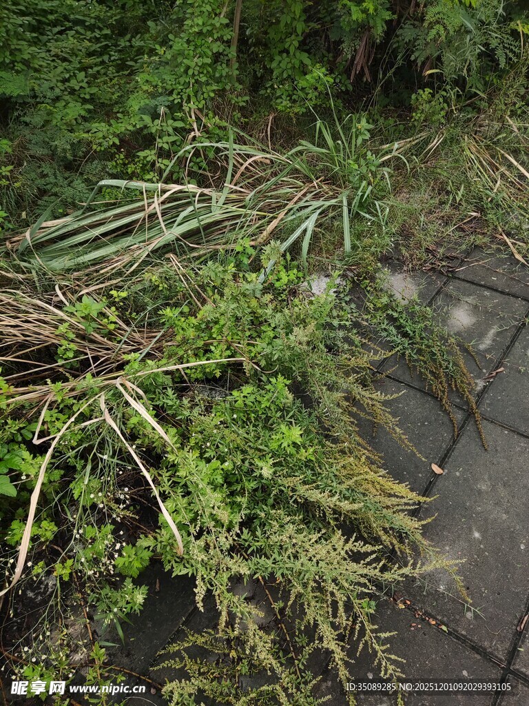 地面上的杂乱绿植