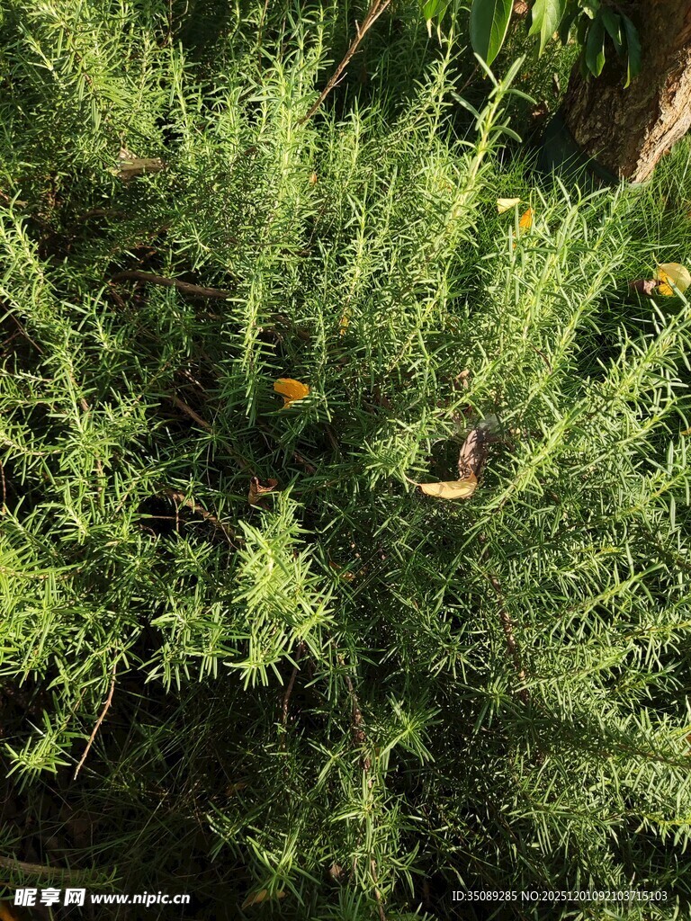 翠绿繁茂的丛生植物