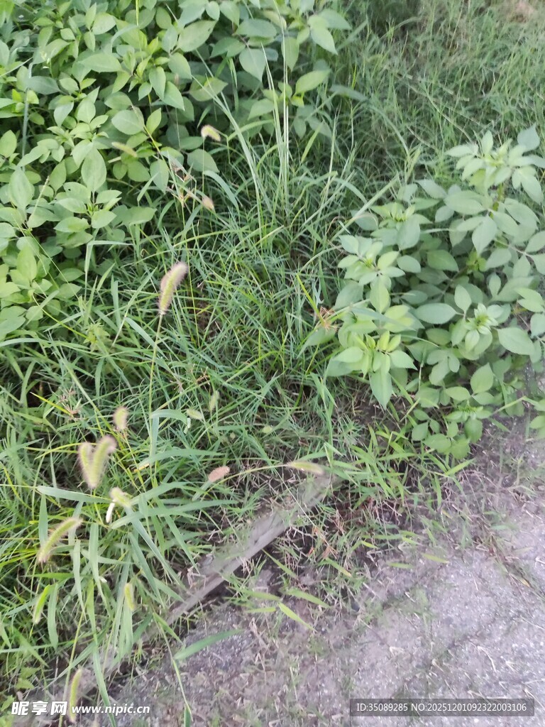 路边繁茂的绿色植物