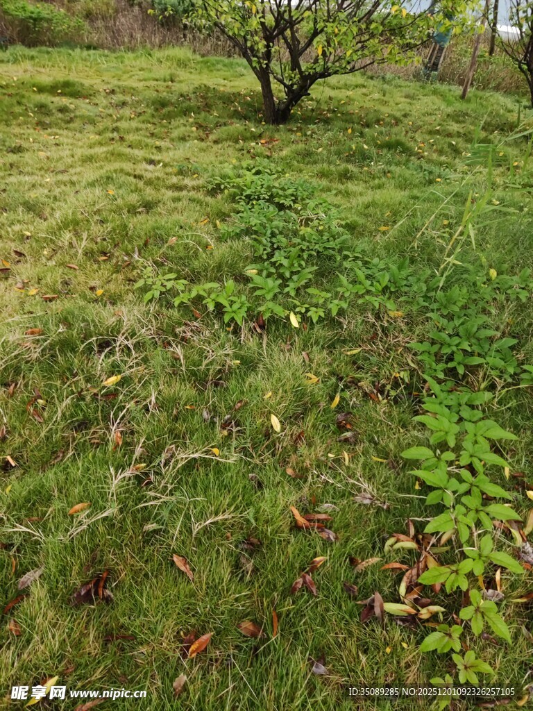 春日草地与孤树景观