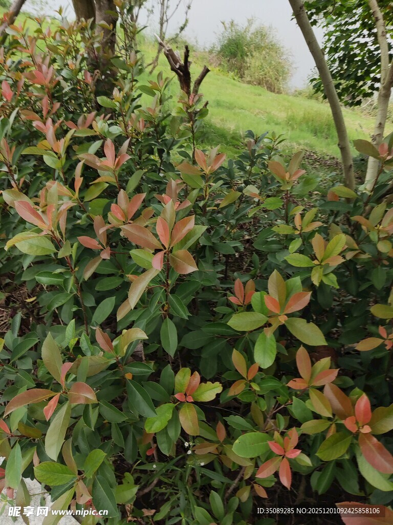 绿叶红边的繁茂灌木丛