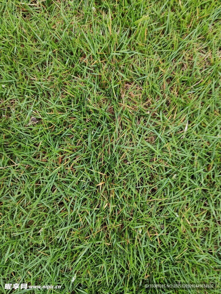 翠绿草坪纹理特写