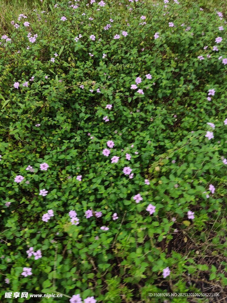 绿草间绽放的紫色小花