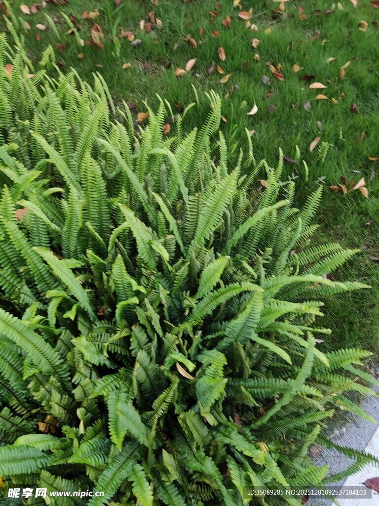 翠绿茂盛的绿植景观