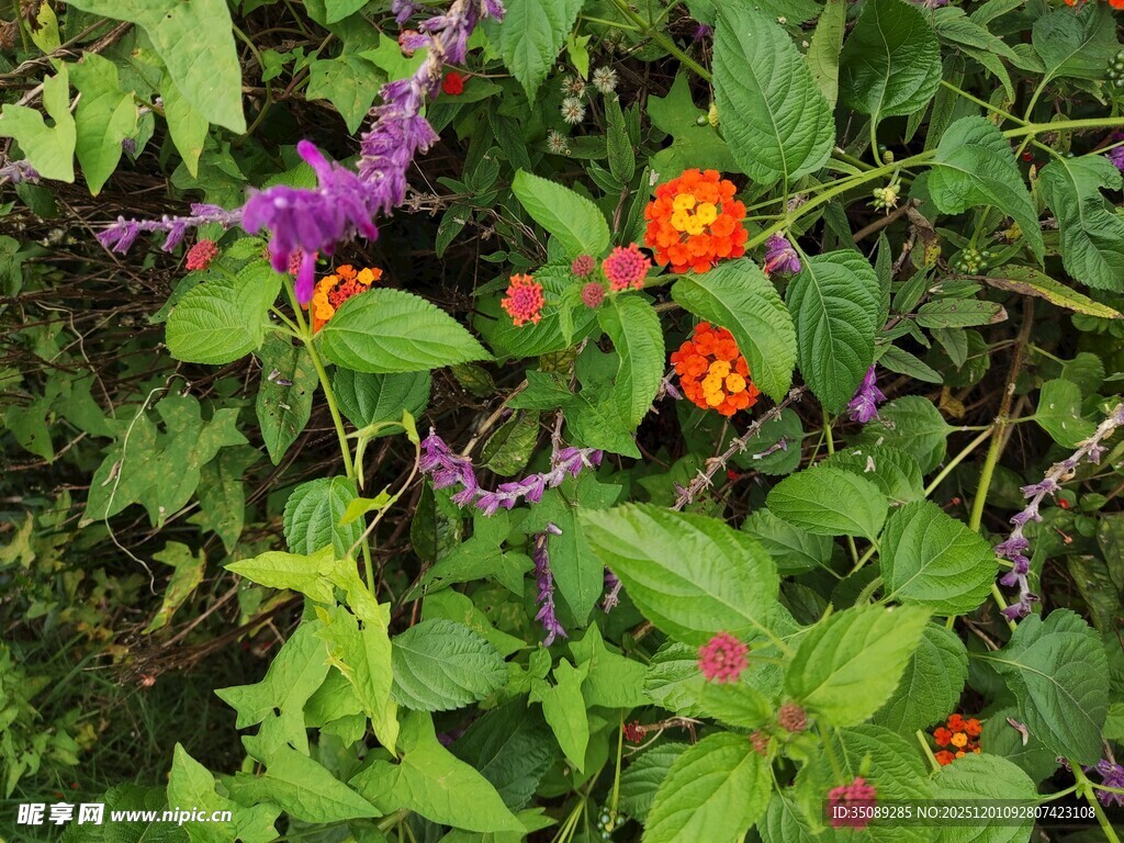 多彩植物间的鲜艳果实