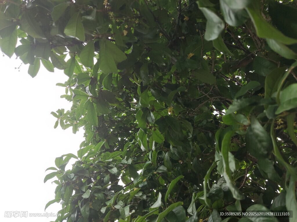 繁茂绿叶树冠特写