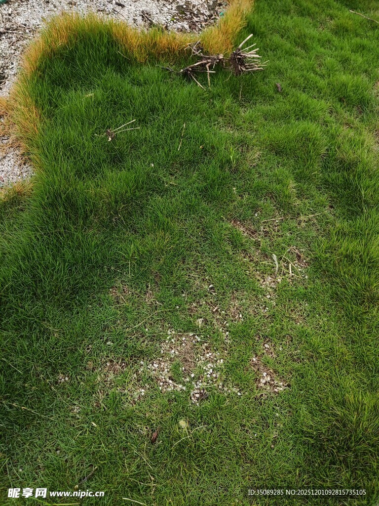 翠绿苔藓覆盖的地面景观