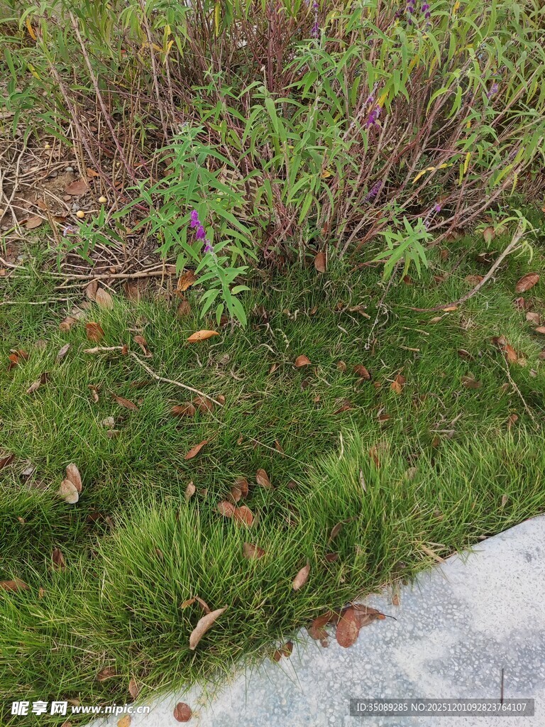 户外草地植物景观