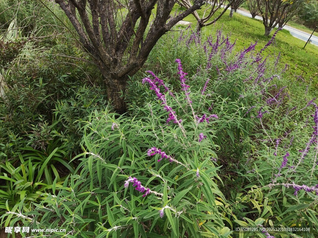 草丛中绽放的紫色花卉