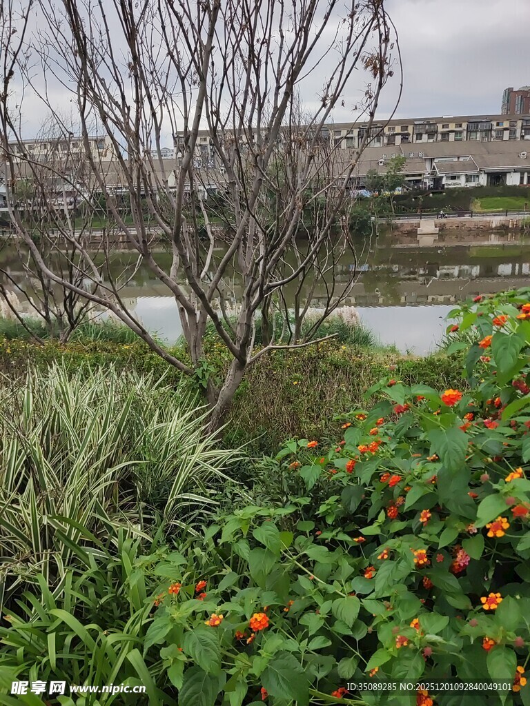 河畔绿植与繁花景观