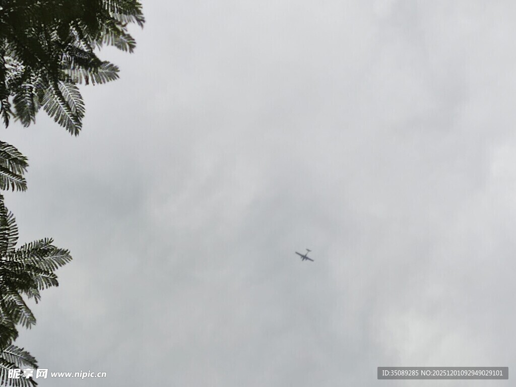 天空中飞翔的鸟儿