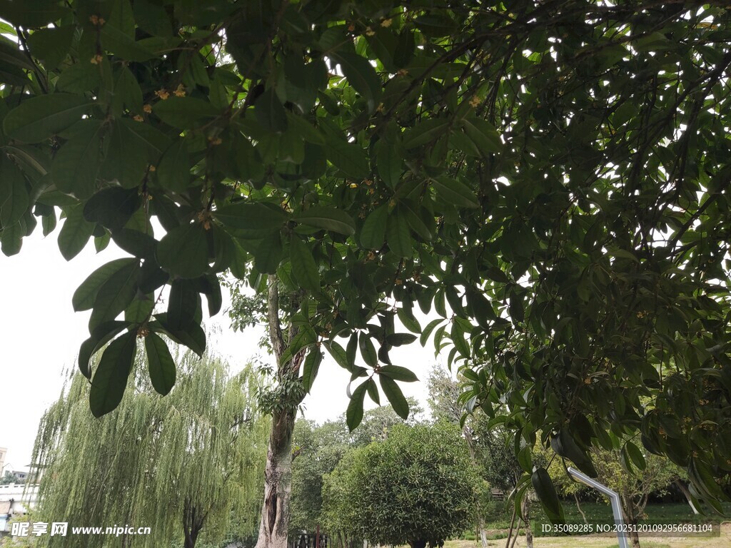 绿荫下的自然景致