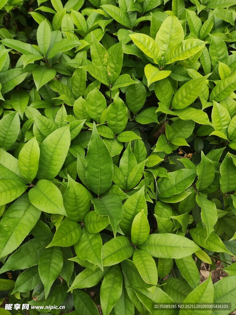 翠绿繁茂的绿叶植物