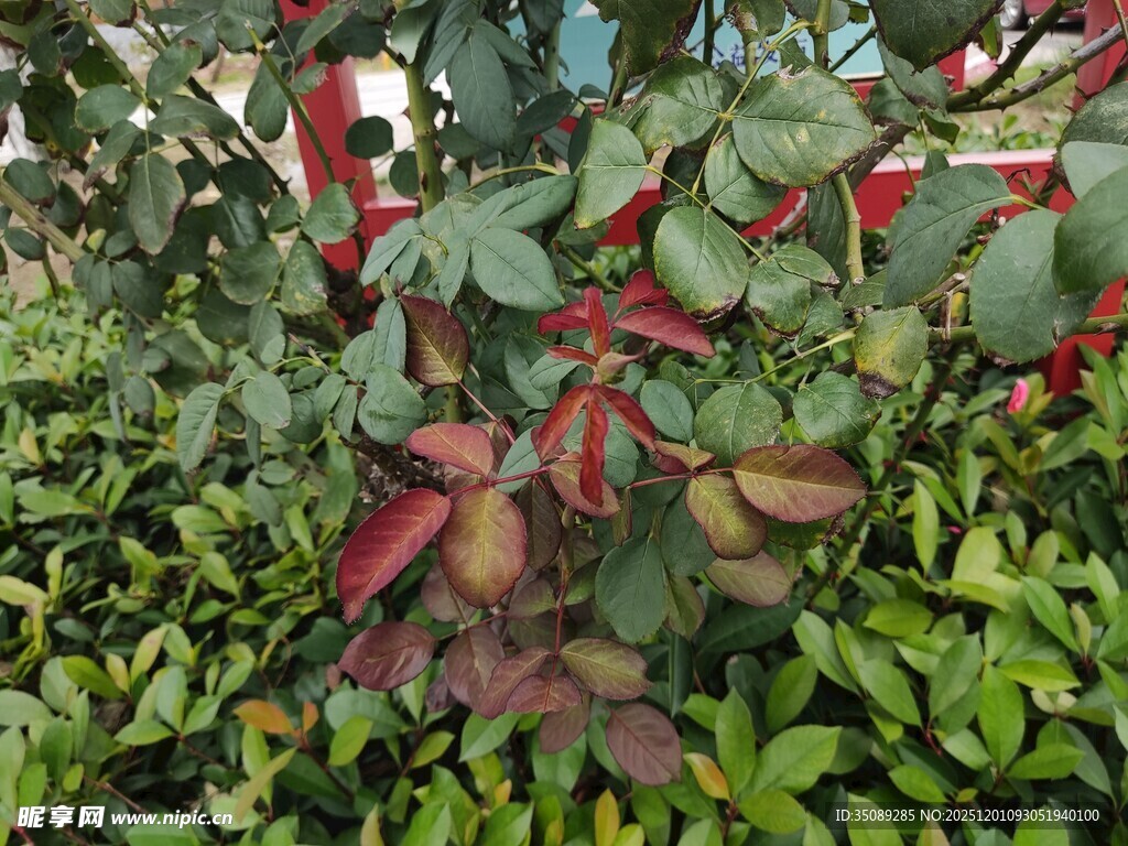 带刺红果的绿色植物