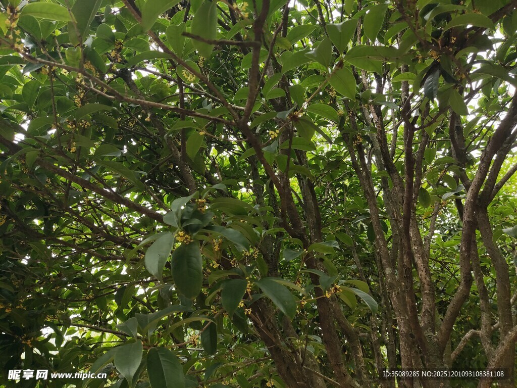 繁茂绿树展现自然生机