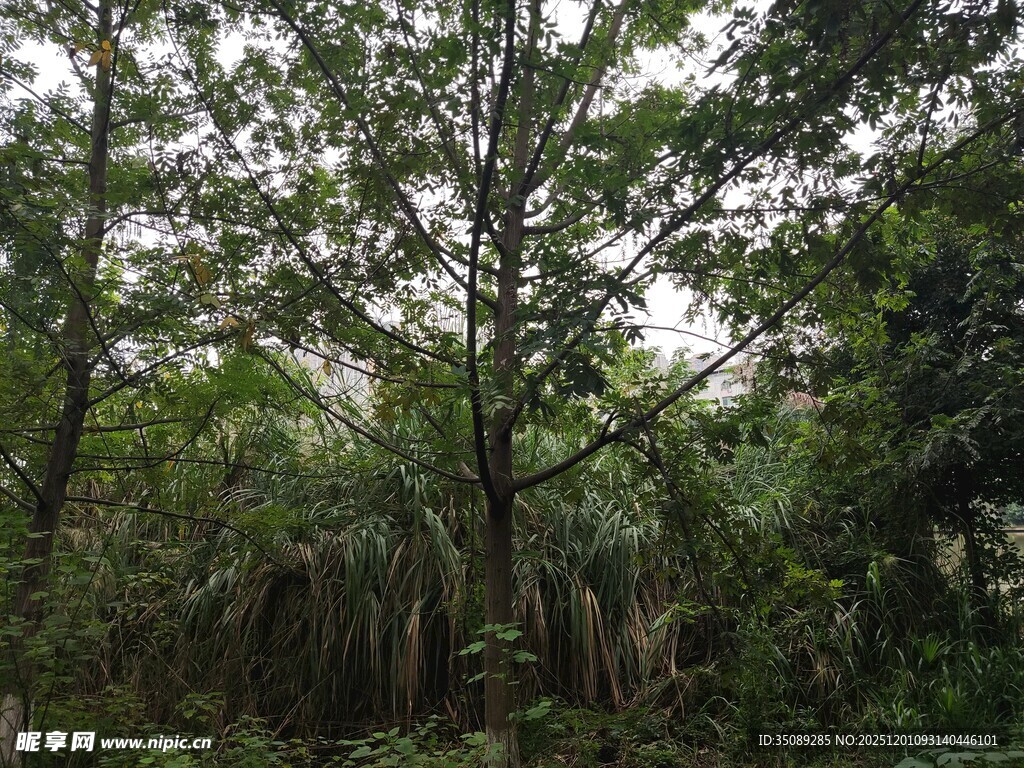 茂密丛林中的繁茂树木