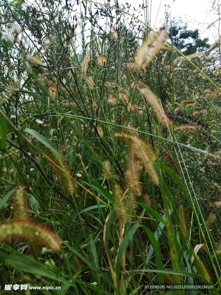 野外丛生的金黄狗尾草