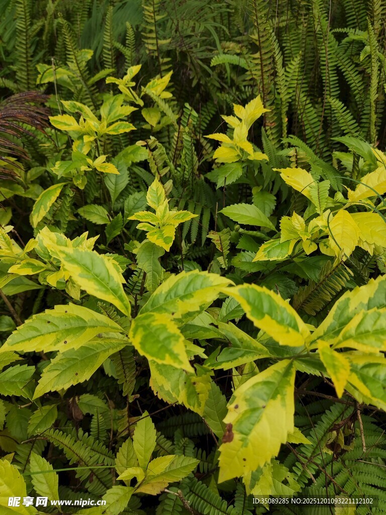 黄绿相间的斑斓植物叶片