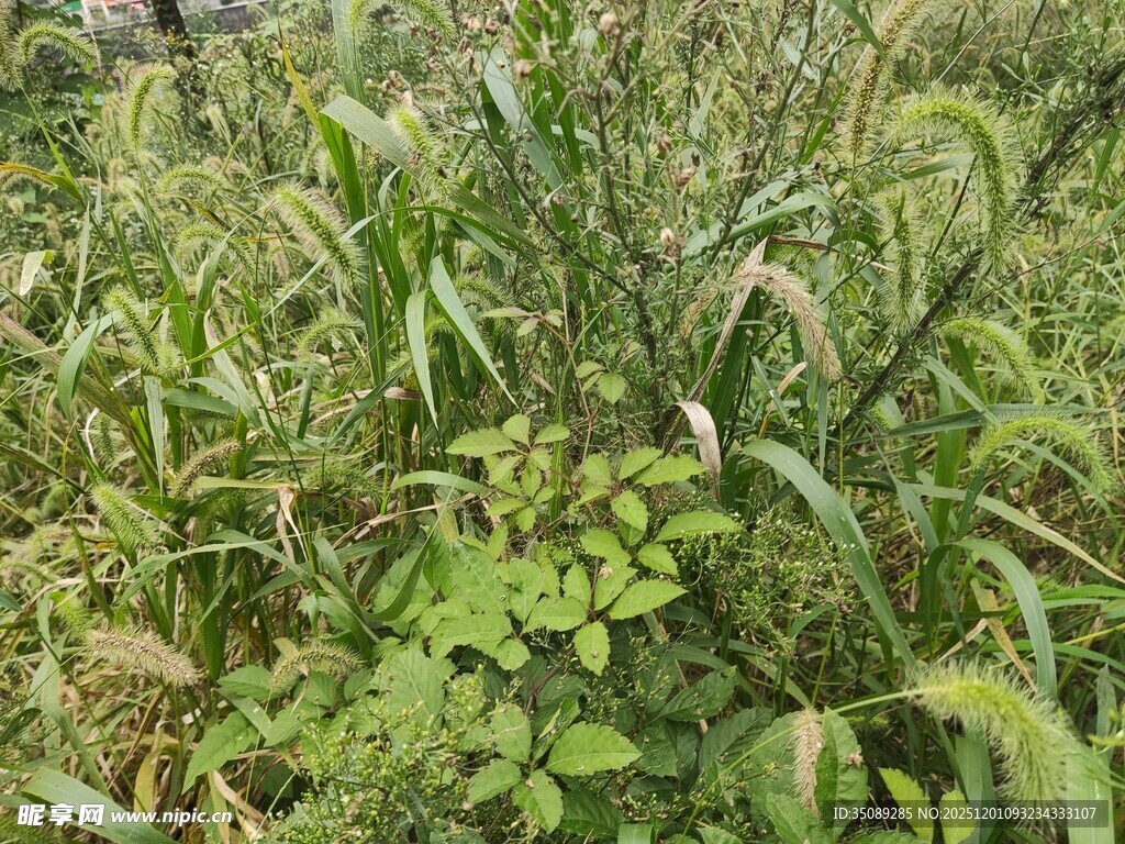 野外繁茂的绿色植物景观