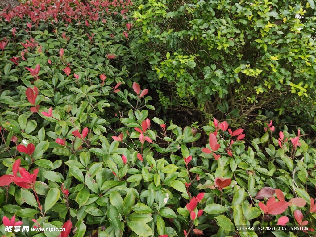 多彩花卉绿植景观