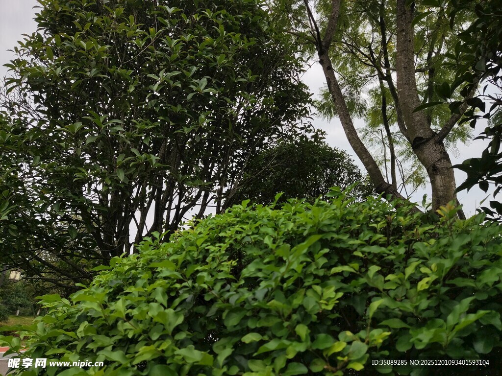 绿意盎然的树林景观