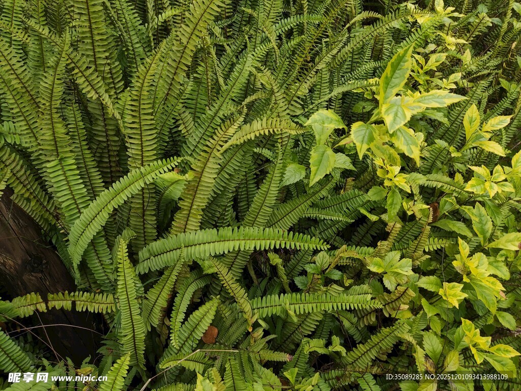 翠绿繁茂的多样植物
