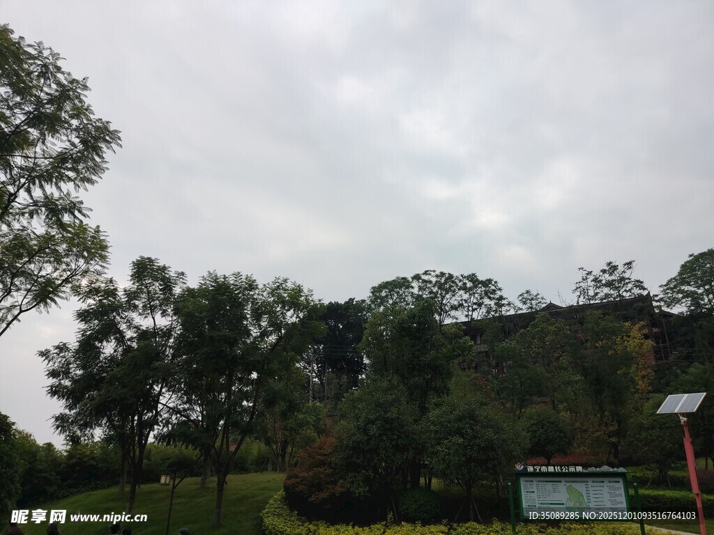 户外绿树成荫的自然景致