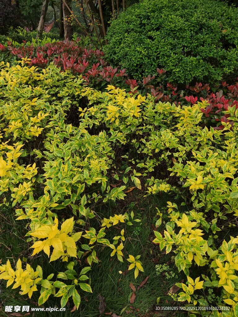 多彩斑斓的植物景观